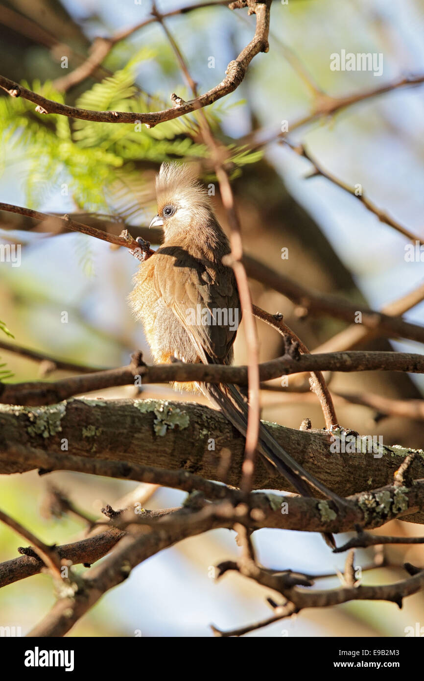 Speckled Mousebird (Colius striatus) sitting in a tree in South Africa. Stock Photo