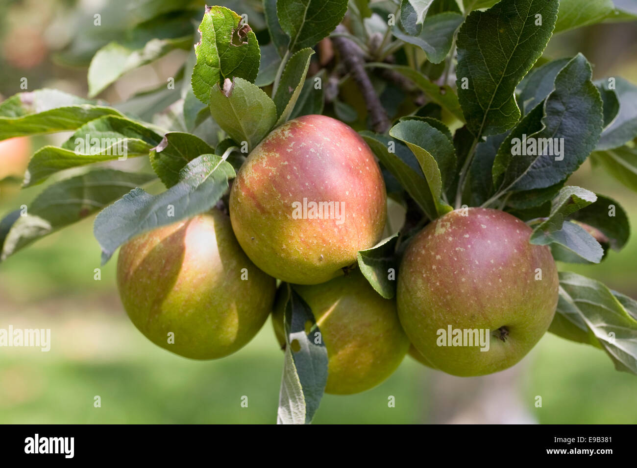 Malus  'Margil'. Dessert Apple on the tree. Stock Photo