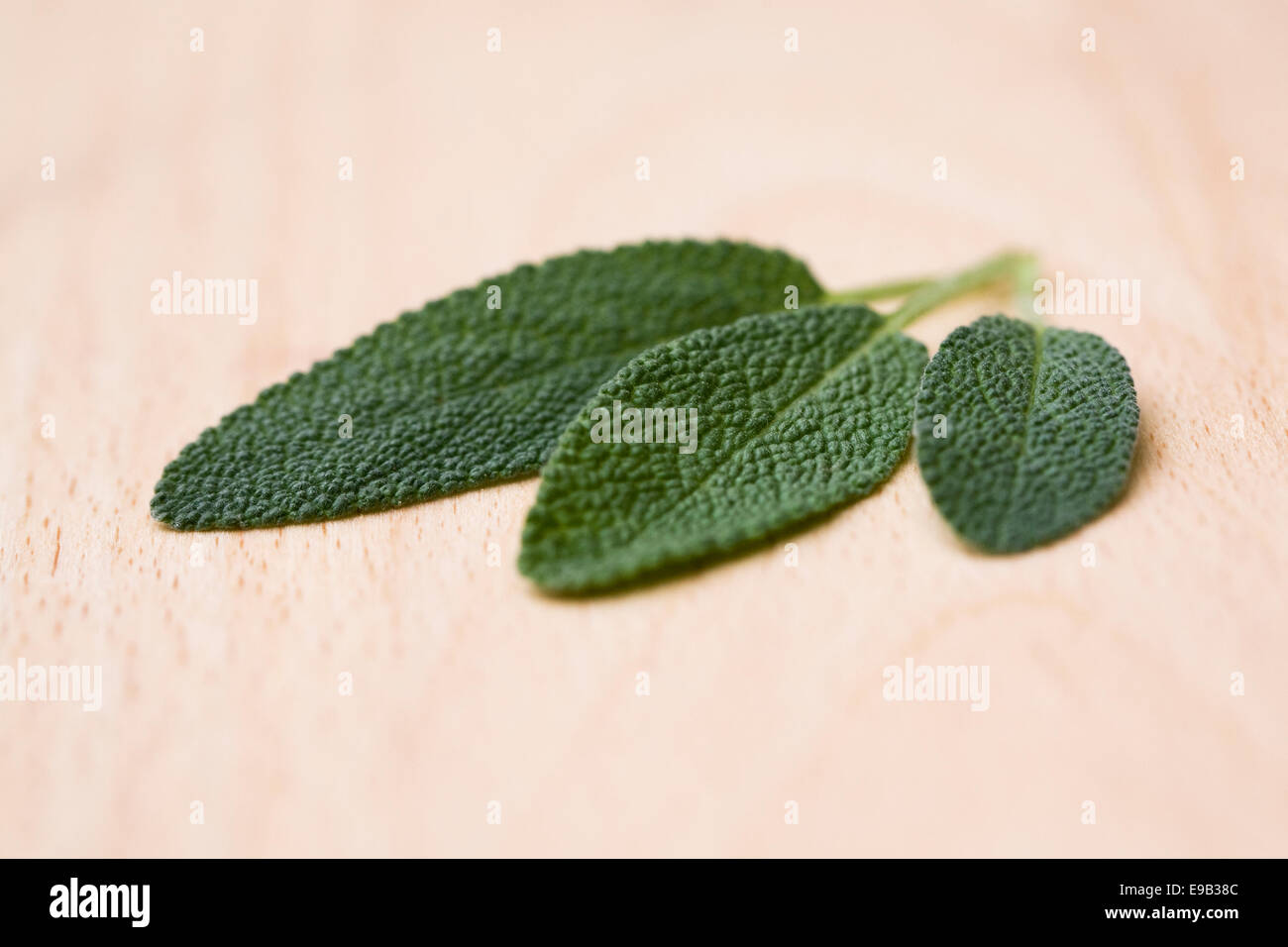 Salvia officinalis. Three Sage leaves on a wooden board. Stock Photo