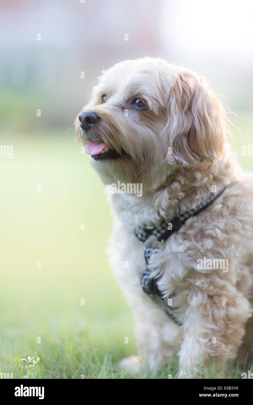 Small dog on a grassy lawn Stock Photo