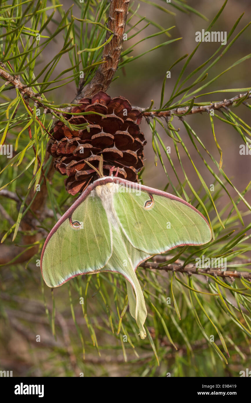 Luna Moth female hanging on a Virginia pine cone.  Sumter National Forest, SC, spring. Stock Photo