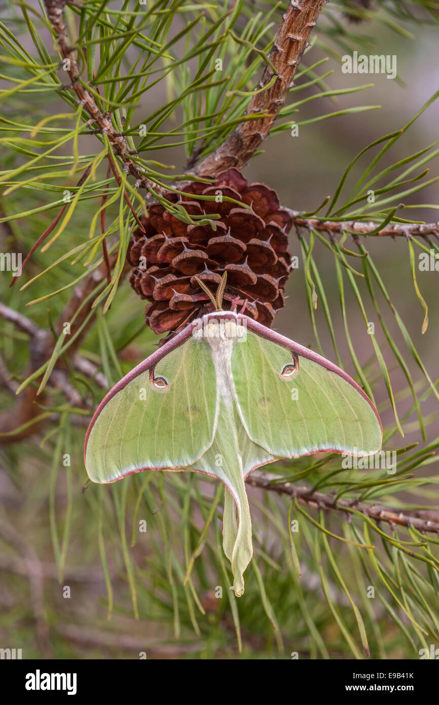Luna Moth female hanging on a Virginia pine cone.  Sumter National Forest, SC, spring. Stock Photo