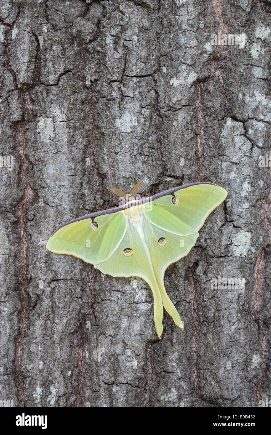 Luna Moth male on Shumard Oak tree. Congaree National Park, South ...