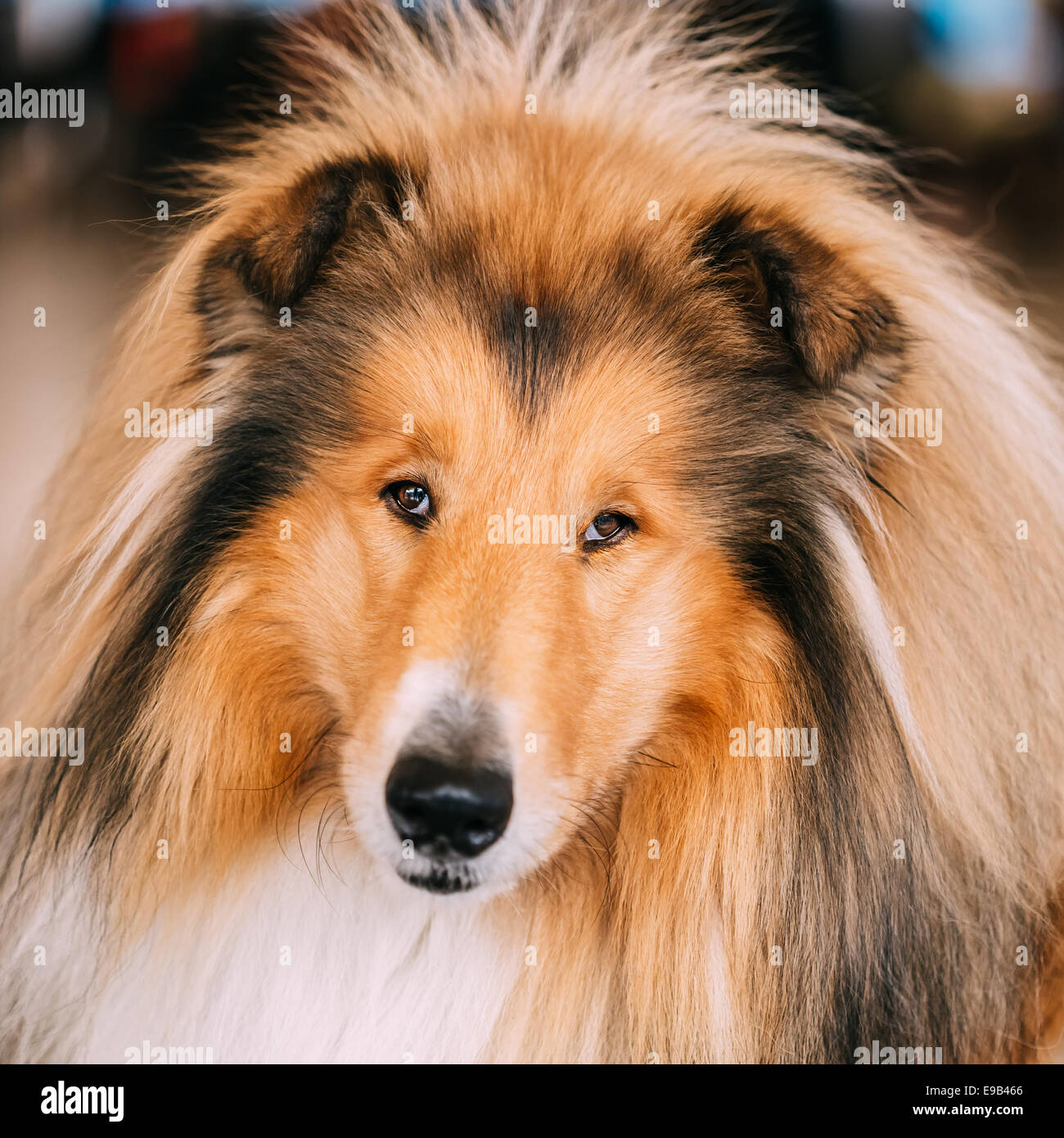 Lassie dog hi-res stock photography and images - Alamy