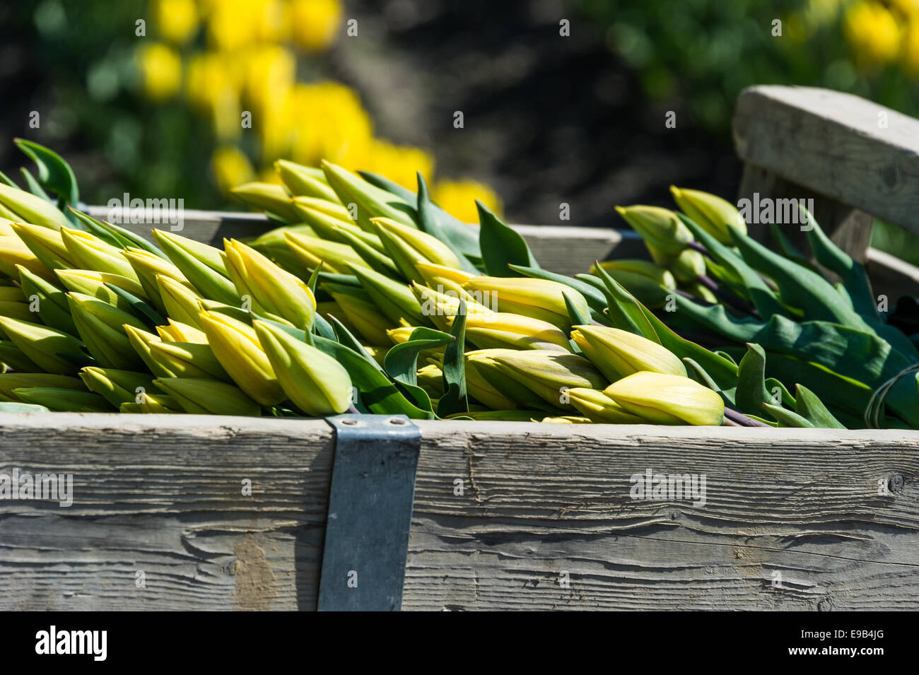 Crates of colorful tulips ready for market from Skagit Valley.LA Conner