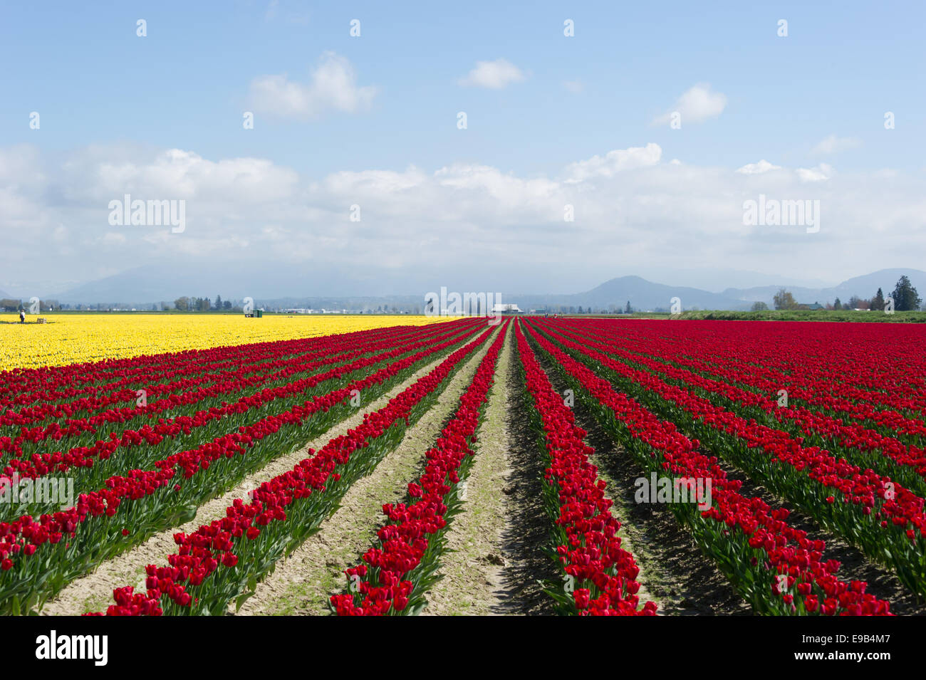 Commercial Tulip farm near La Conner during anual Tulip Festival in ...