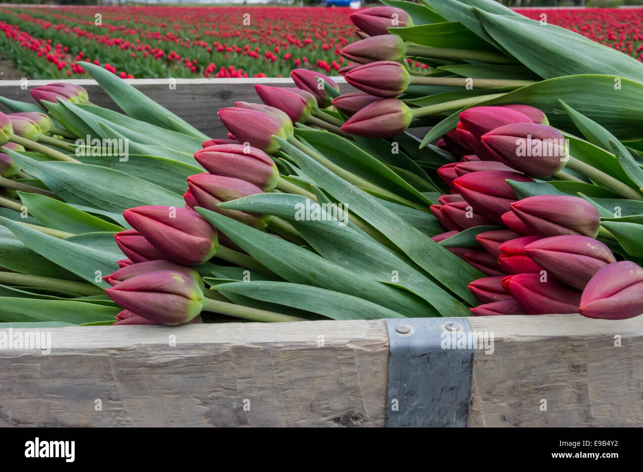 Crates of colorful tulips ready for market from Skagit Valley.LA Conner