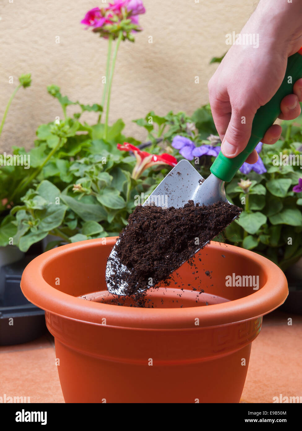 Preparing a pot for transplanting a plant at home Stock Photo Alamy