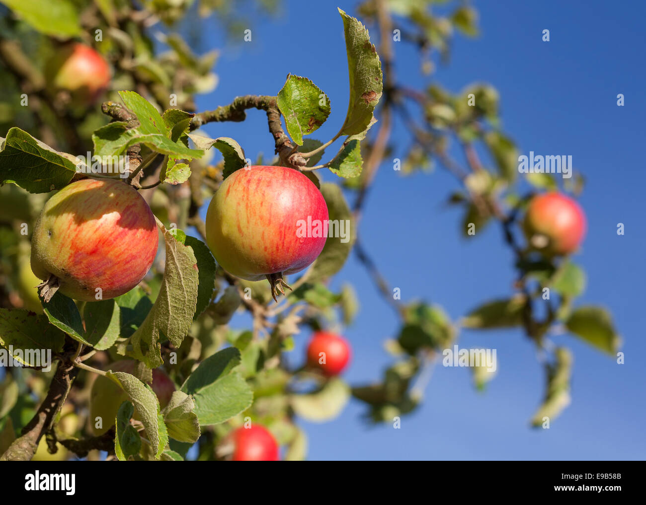 Red apples on apple tree branch against blue sky. Stock Photo