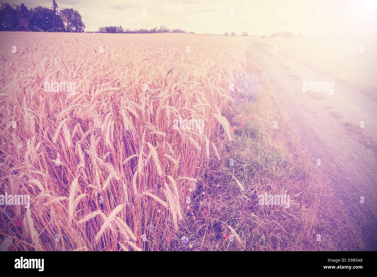 Vintage photo of side road through field at sunset. Stock Photo