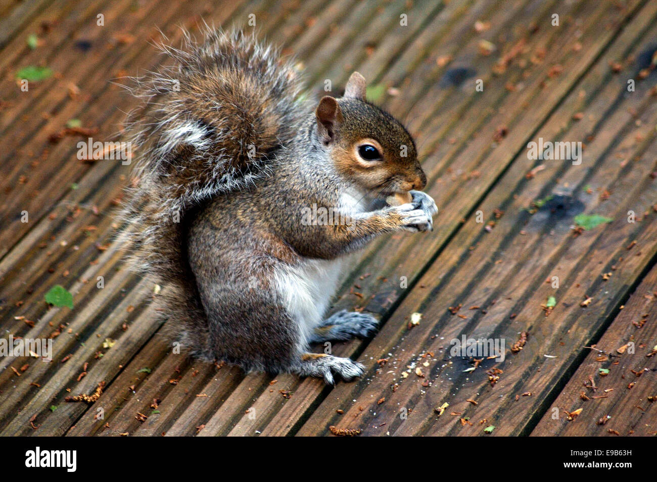 Wee critter found munching at Quarry Walk, Cheadle, England Stock Photo