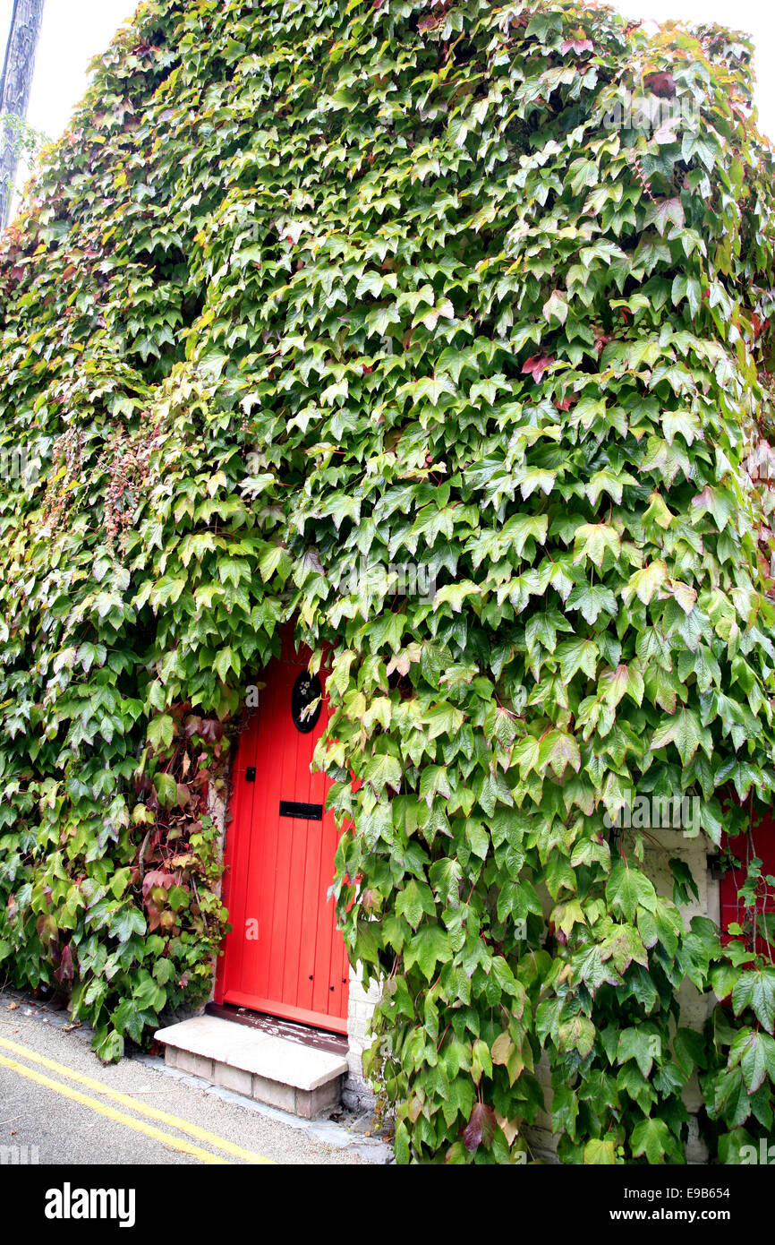 A cottage covered in Ivy with just space for entry through the door at ...