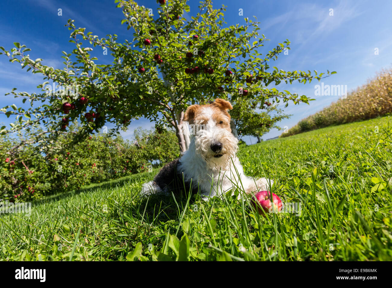 Fox terrier hires stock photography and images Alamy