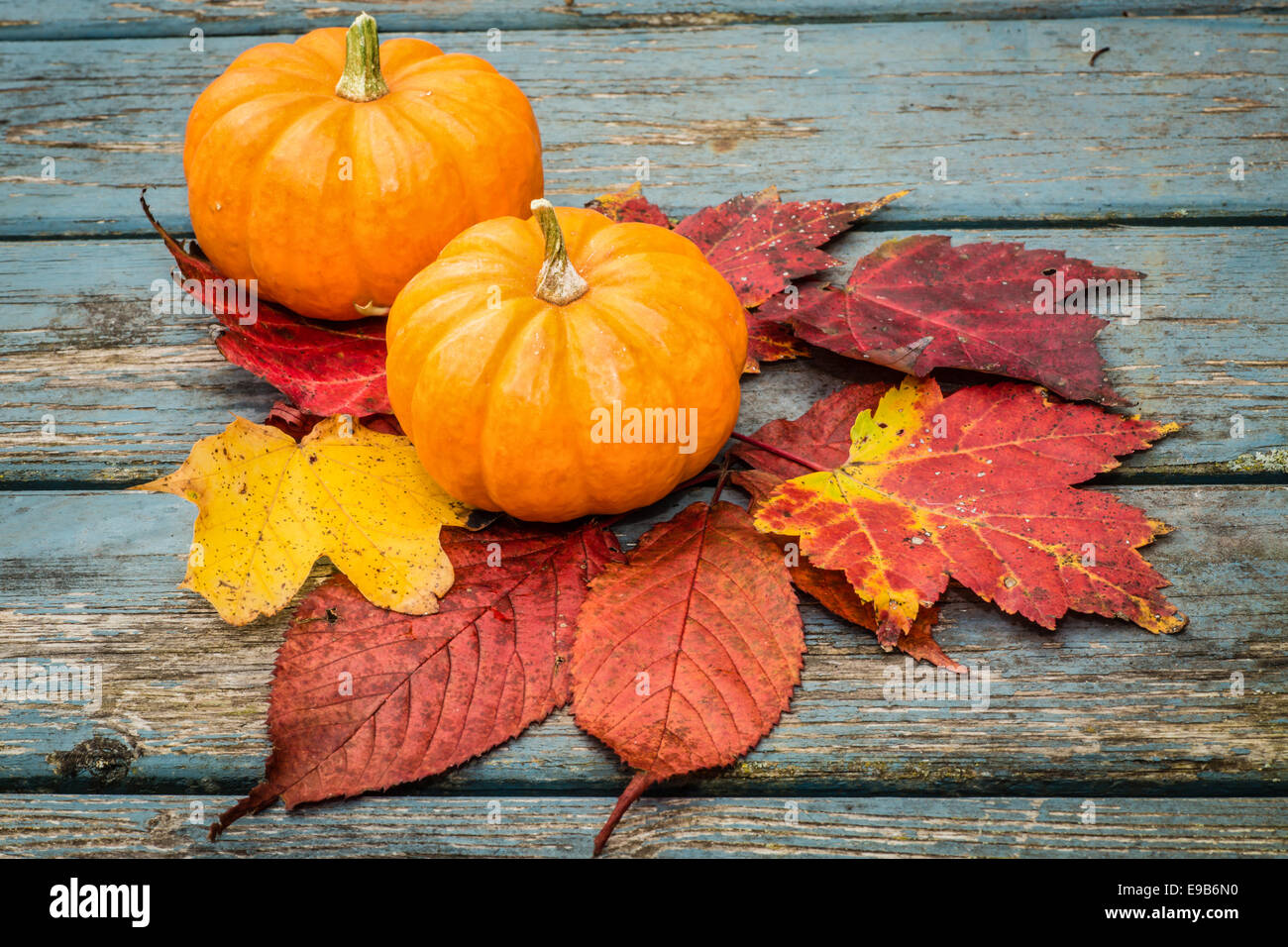 Small miniature pumpkins and fall leaves Stock Photo - Alamy