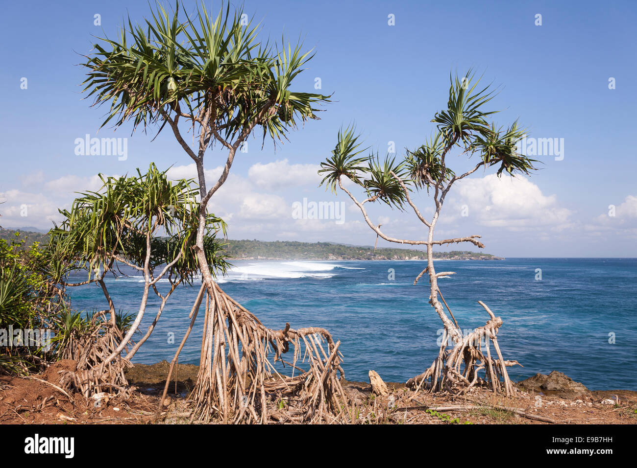 Pandanus trees growing on coast, [Nusa Lembongan], Bali, Indonesia Stock Photo