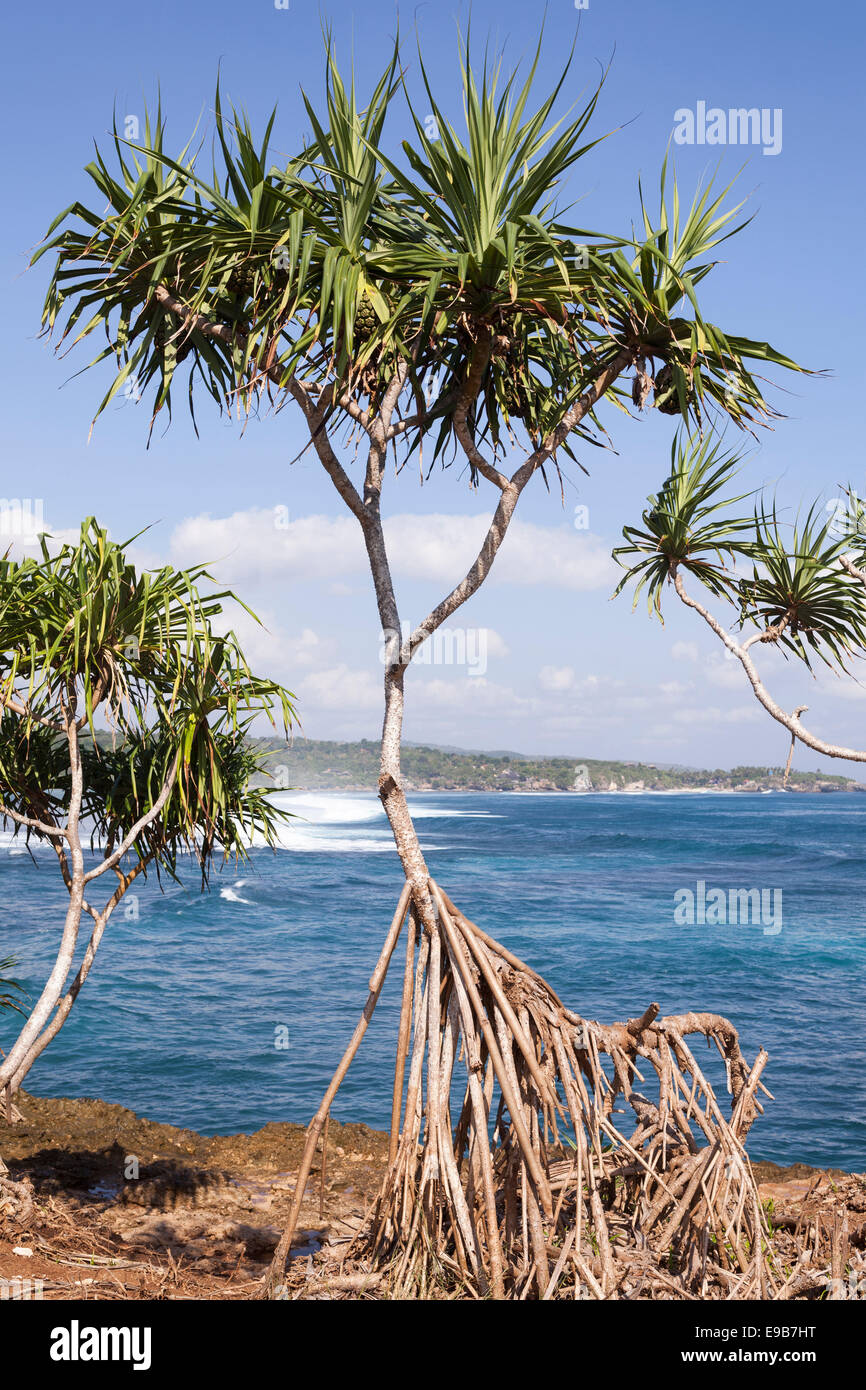 Pandanus tree growing on coast, [Nusa Lembongan], Bali, Indonesia Stock Photo
