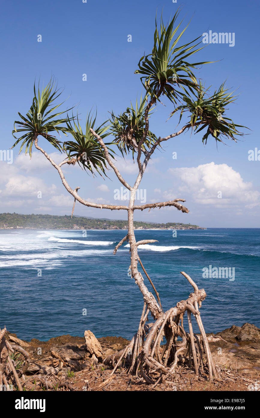Pandanus tree growing on coast, [Nusa Lembongan], Bali, Indonesia Stock Photo