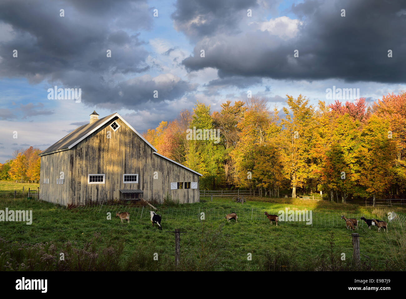 West Hill goat farm in the Fall near Stowe Vermont USA Stock Photo
