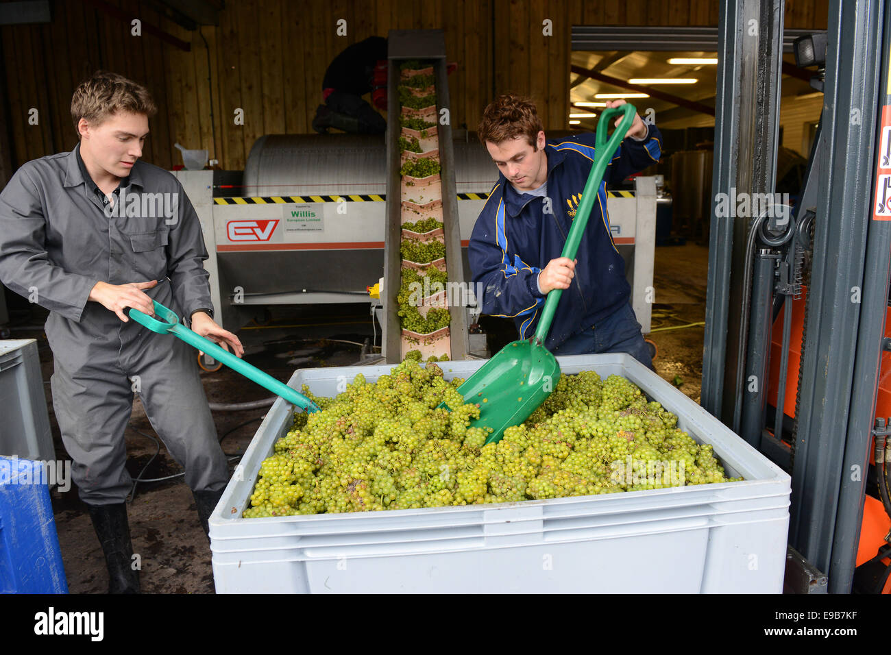 Loading grapes for wine making production at Halfpenny Green Vineyard