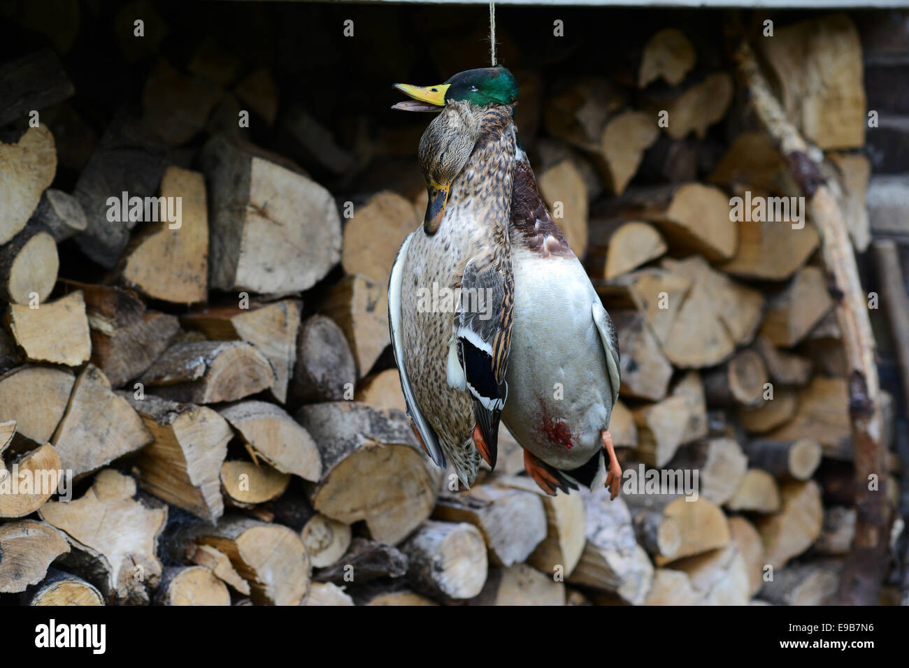 A brace or pair of ducks hanging after being shot Uk Stock Photo