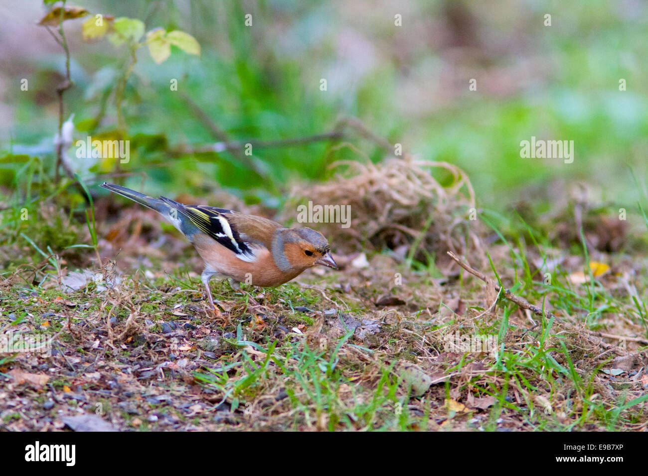 A Chaffinch (Fringilla Coelebs) in a woodland setting. Stock Photo