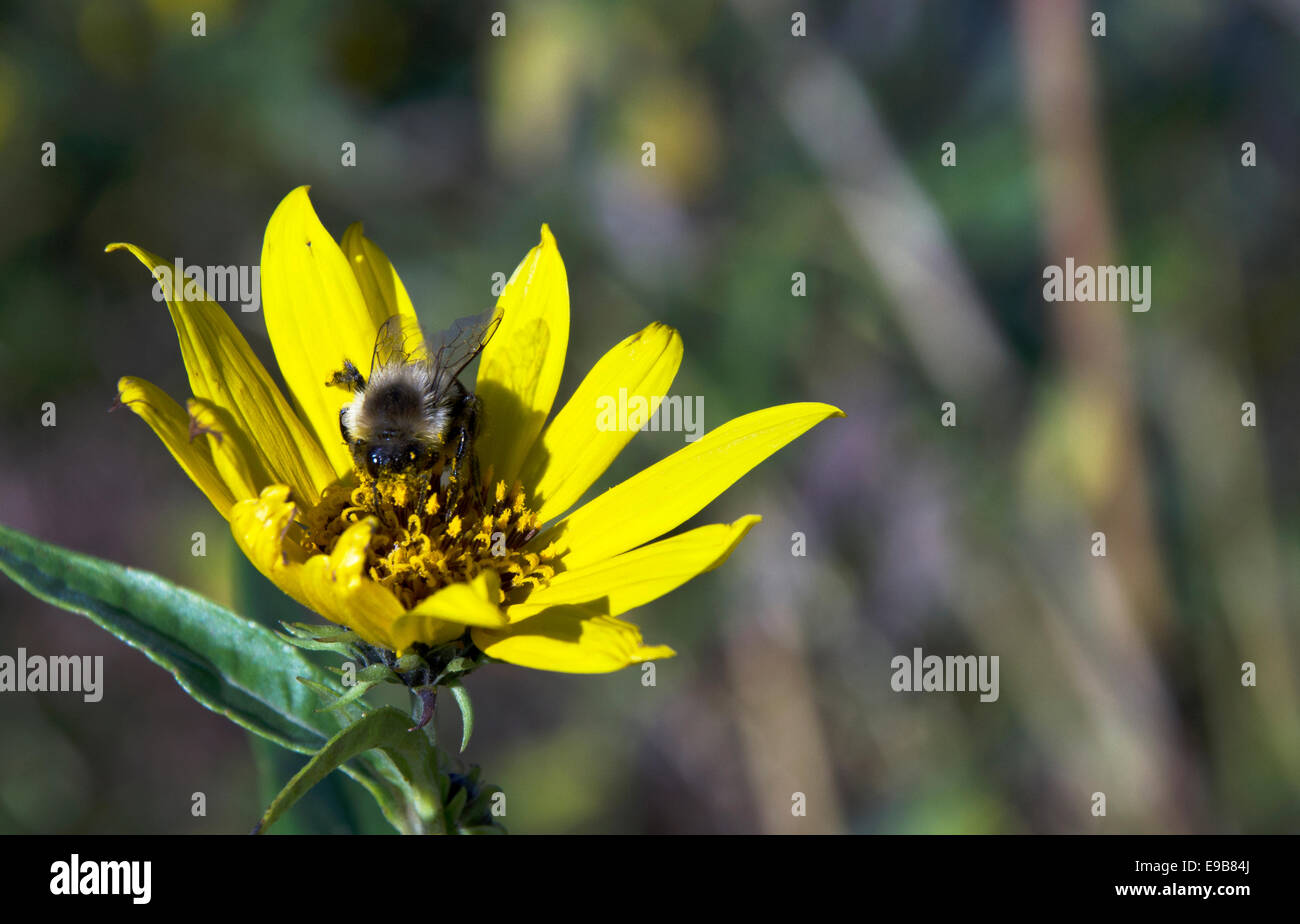 Bee polynating Stock Photo