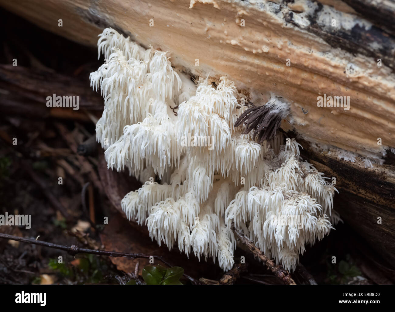 Coral tooth fungus, Hericium coralloides Stock Photo