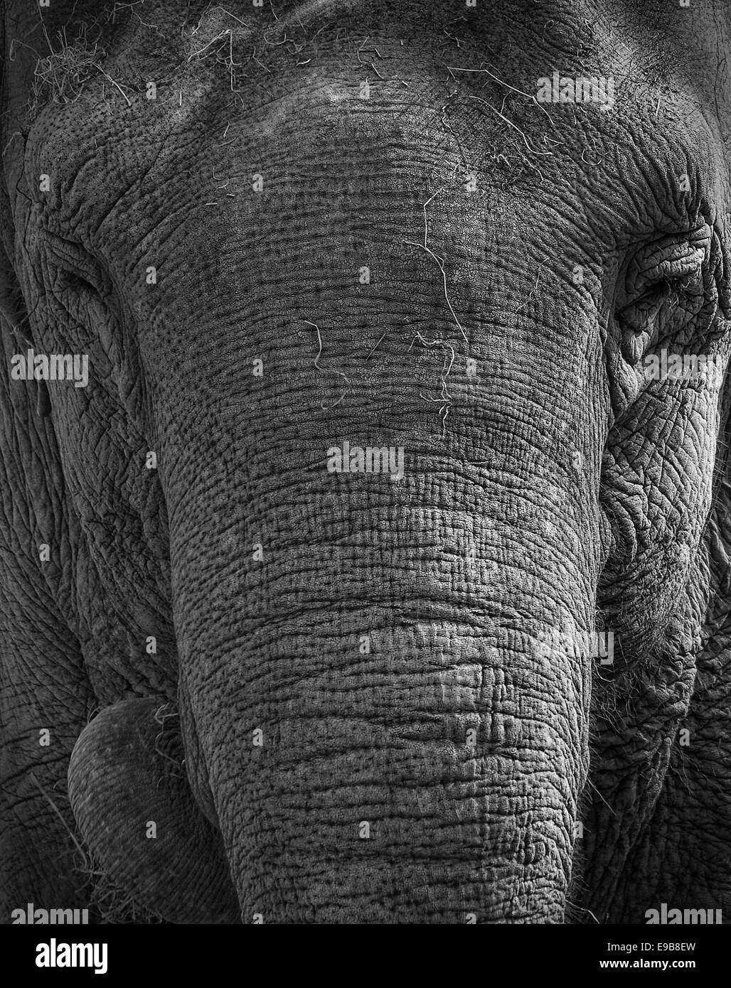 Greyscale elephant Stock Photo