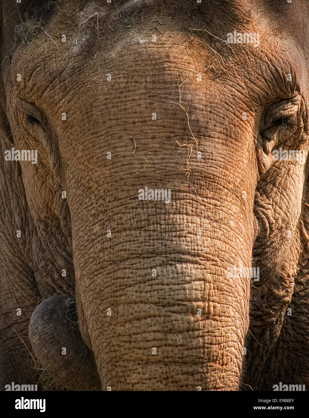 Elephant at Belfast zoo Stock Photo