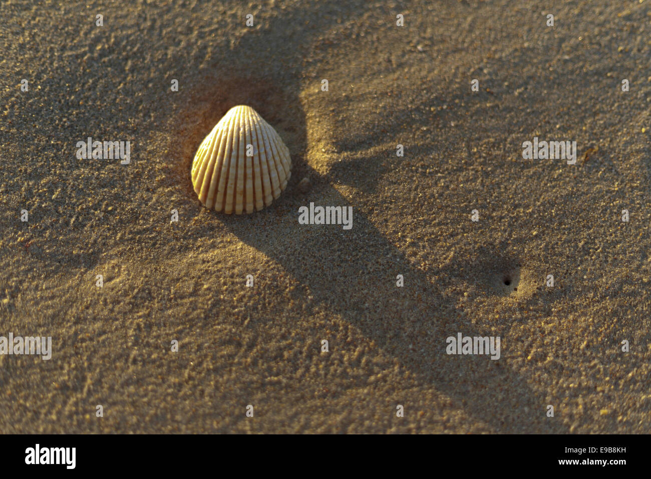 A shell in Spain Andalusia Costa de la luz during the sunrise on the beach sand. Stock Photo