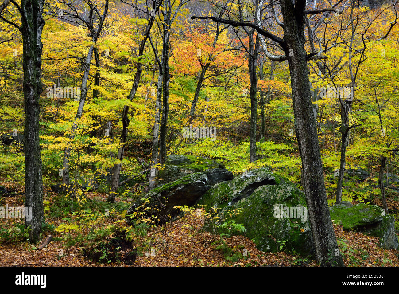 Colorful Fall forest at Smugglers Notch State Park with moss covered boulders Vermont USA Stock Photo