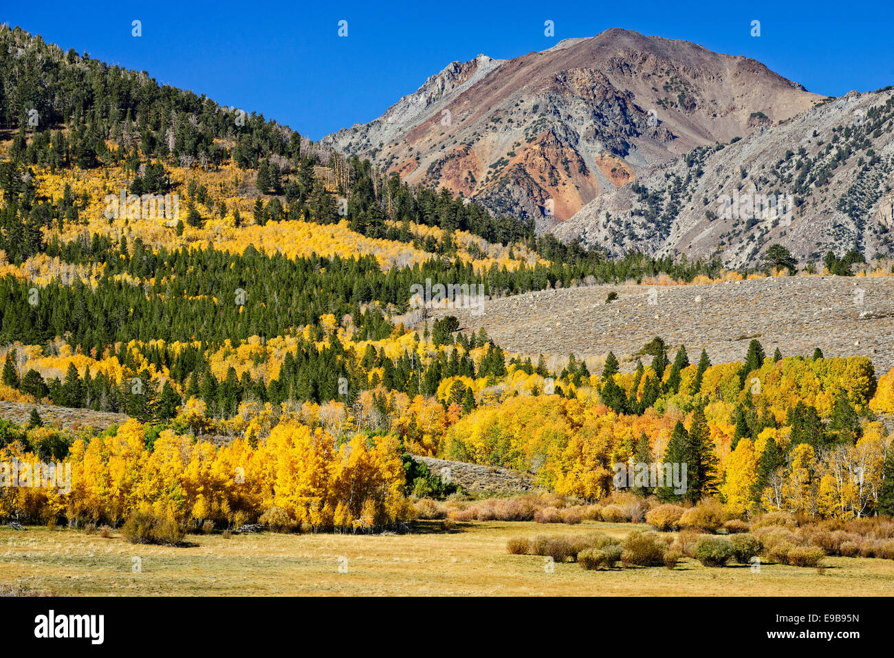 Aspen trees in fall color at Dunderberg Meadows, eastern Sierra Nevada Mountains, California. Stock Photo
