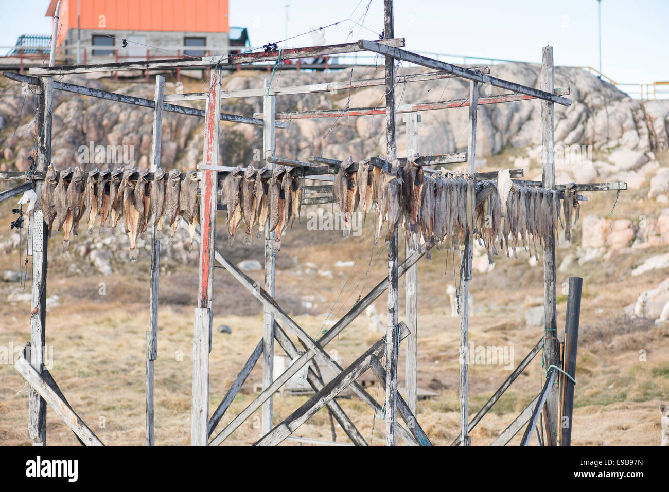 Greenland halibut drying on a wooden rack in Ilulissat Stock Photo