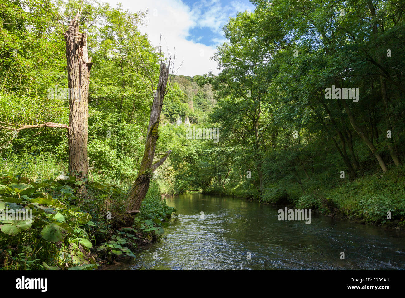 River Wye in Miller's Dale in the Derbyshire Dales, White Peak, Peak District National Park, England, UK Stock Photo