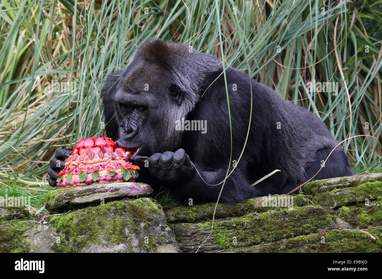London, UK. 23rd October, 2014. London Zoo's oldest female gorilla Zaire enjoys her birthday cake at London Zoo in London, Britain, on Oct. 23, 2014. Runner-up on this year's Great British Bake Off, Richard Burr created special birthday cake for Zaire to celebrate her 40th birthday, including sugar-free jelly, apples, carrots and walnuts, in her favorite pink colour. Zaire was born in the 1974 and arrived in London in 1984. Credit:  Xinhua/Alamy Live News Stock Photo