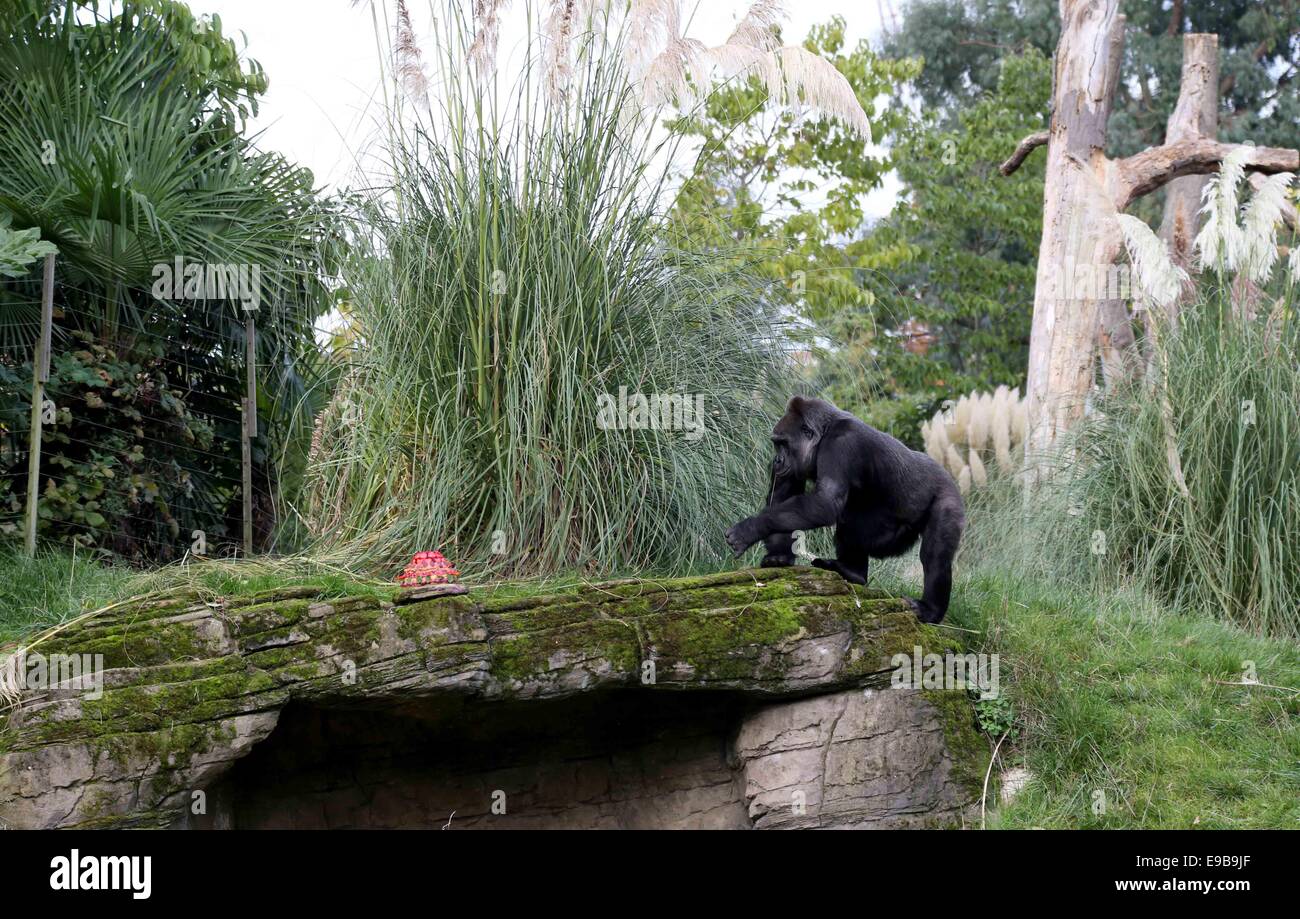 London, UK. 23rd October, 2014. London Zoo's oldest female gorilla Zaire walks to her birthday cake at London Zoo in London, Britain, on Oct. 23, 2014. Runner-up on this year's Great British Bake Off, Richard Burr created special birthday cake for Zaire to celebrate her 40th birthday, including sugar-free jelly, apples, carrots and walnuts, in her favorite pink colour. Zaire was born in the 1974 and arrived in London in 1984. Credit:  Xinhua/Alamy Live News Stock Photo