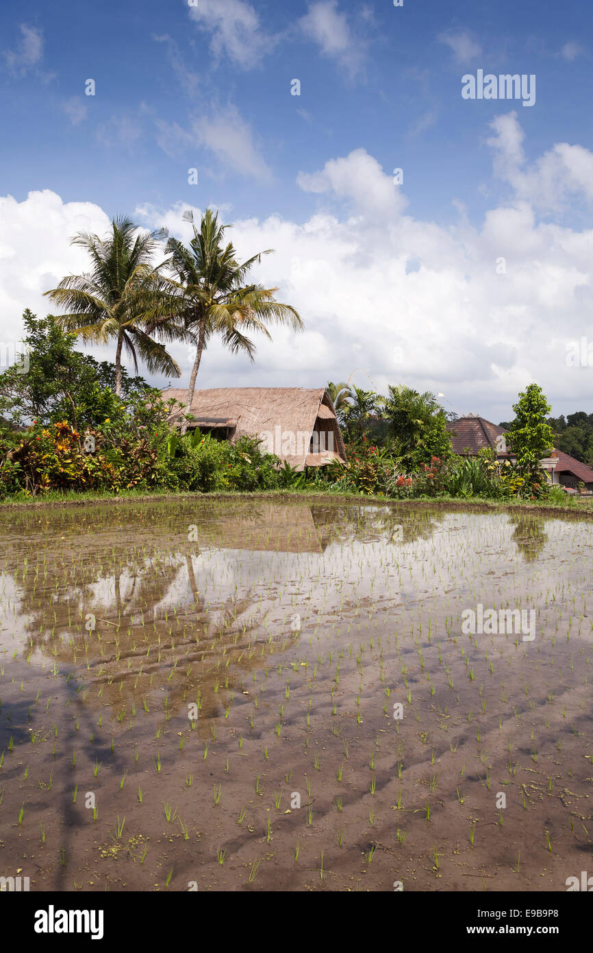 Ubud Rice Patty Ubud rice paddy, Bali, Indonesia Stock Photo - Alamy