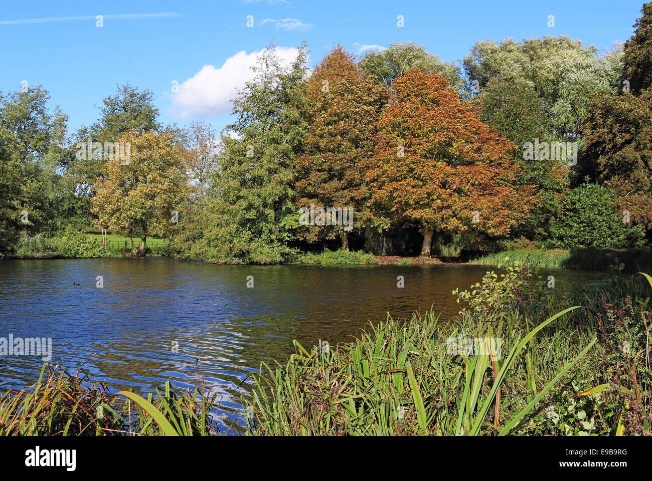 Trees changing into Autumn colours by an English lake Stock Photo