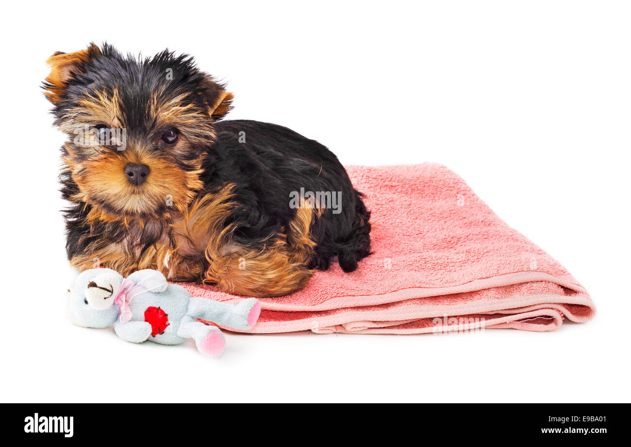 Yorkshire Terrier puppy on pink carpet with toy isolated on white background. Stock Photo