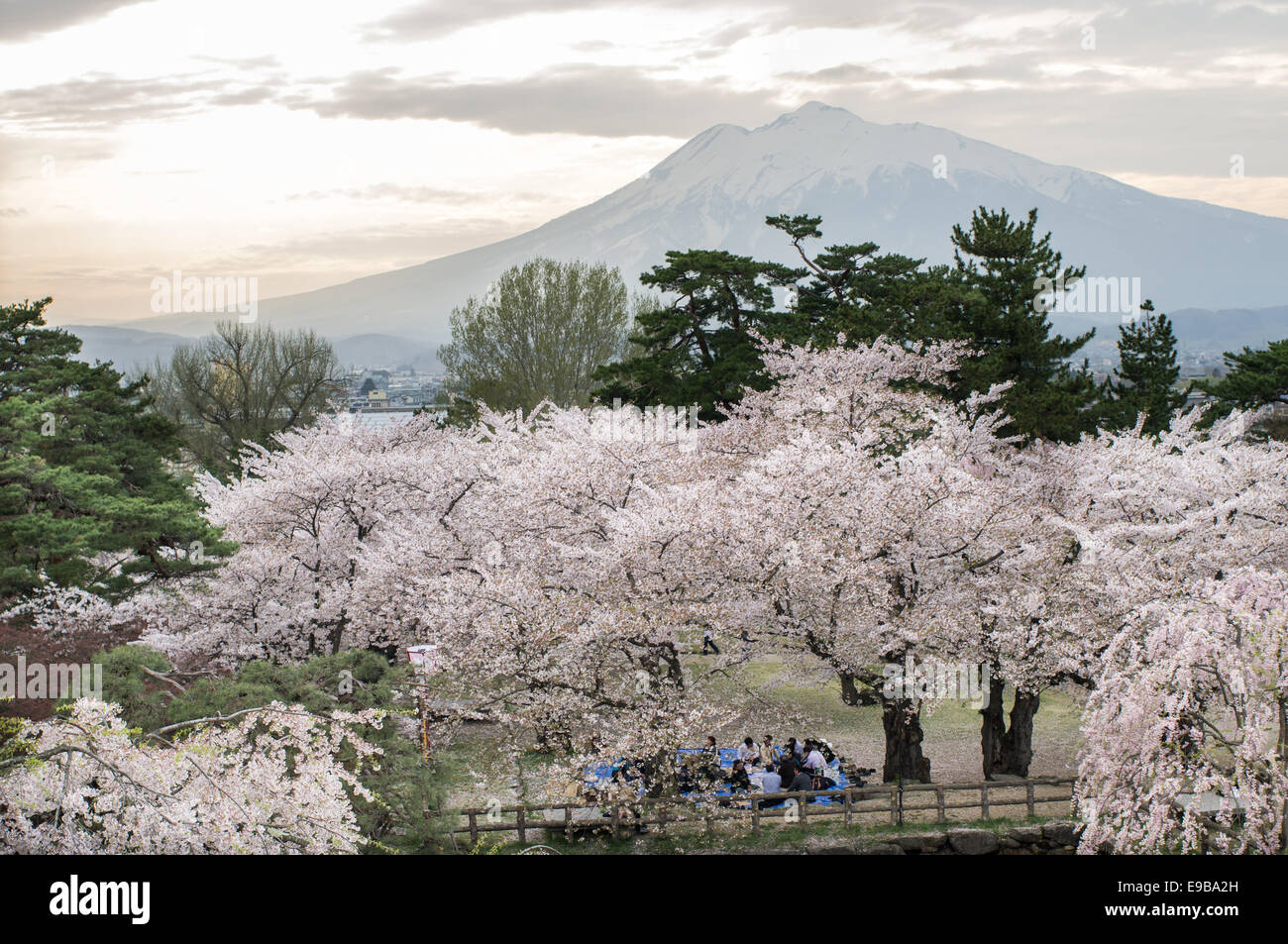 Scenery of Mount Iwate from Hirosaki Castle Park with Hanami party among the full blooming sakura cherry trees. Stock Photo