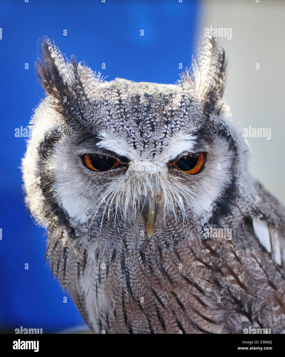 Birds of prey close up hi-res stock photography and images - Alamy