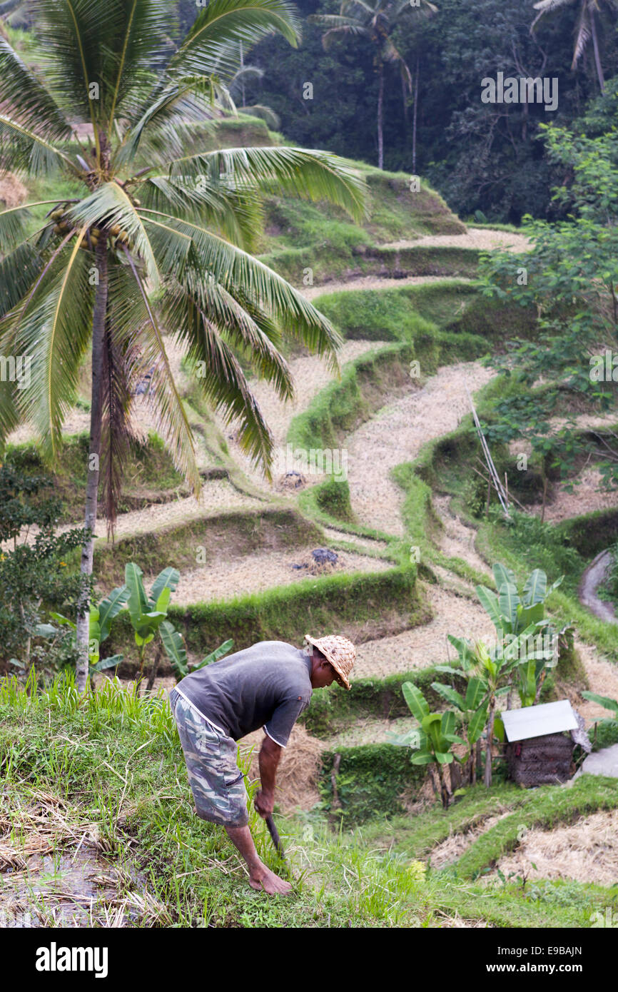 Tanggalang Rice Tegalalang rice terrace hi-res stock photography and images - Alamy