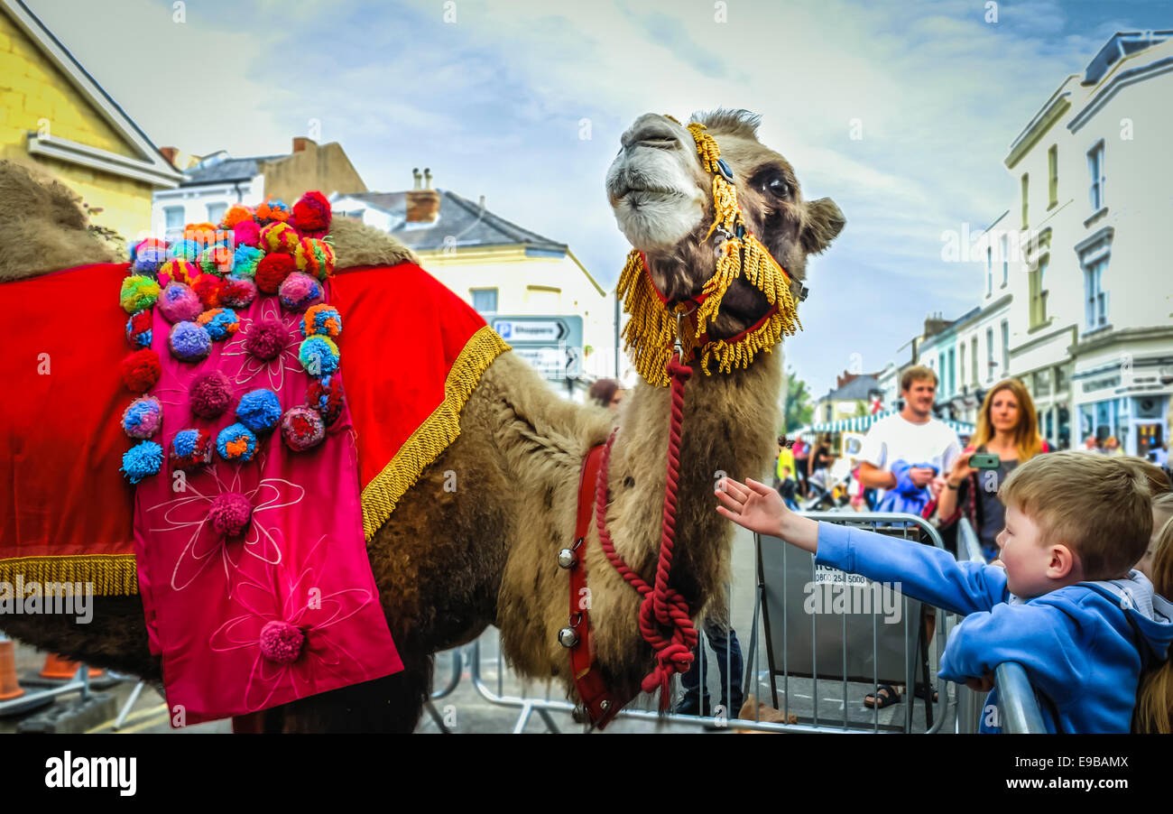 Street souk: small boy and camel (Camelus bacrianus) with attitude in Cheltenham, England Stock Photo