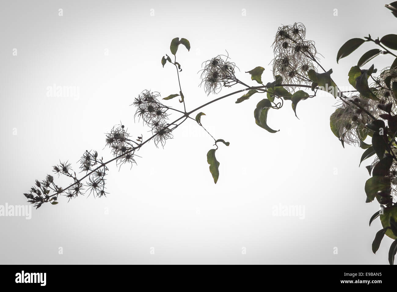 Wild Clamatis, Ranunculaceae family, tree branch detail, showing silhouette of intricate tracery of leaves and blossoms. Native of Easter Australia. Stock Photo