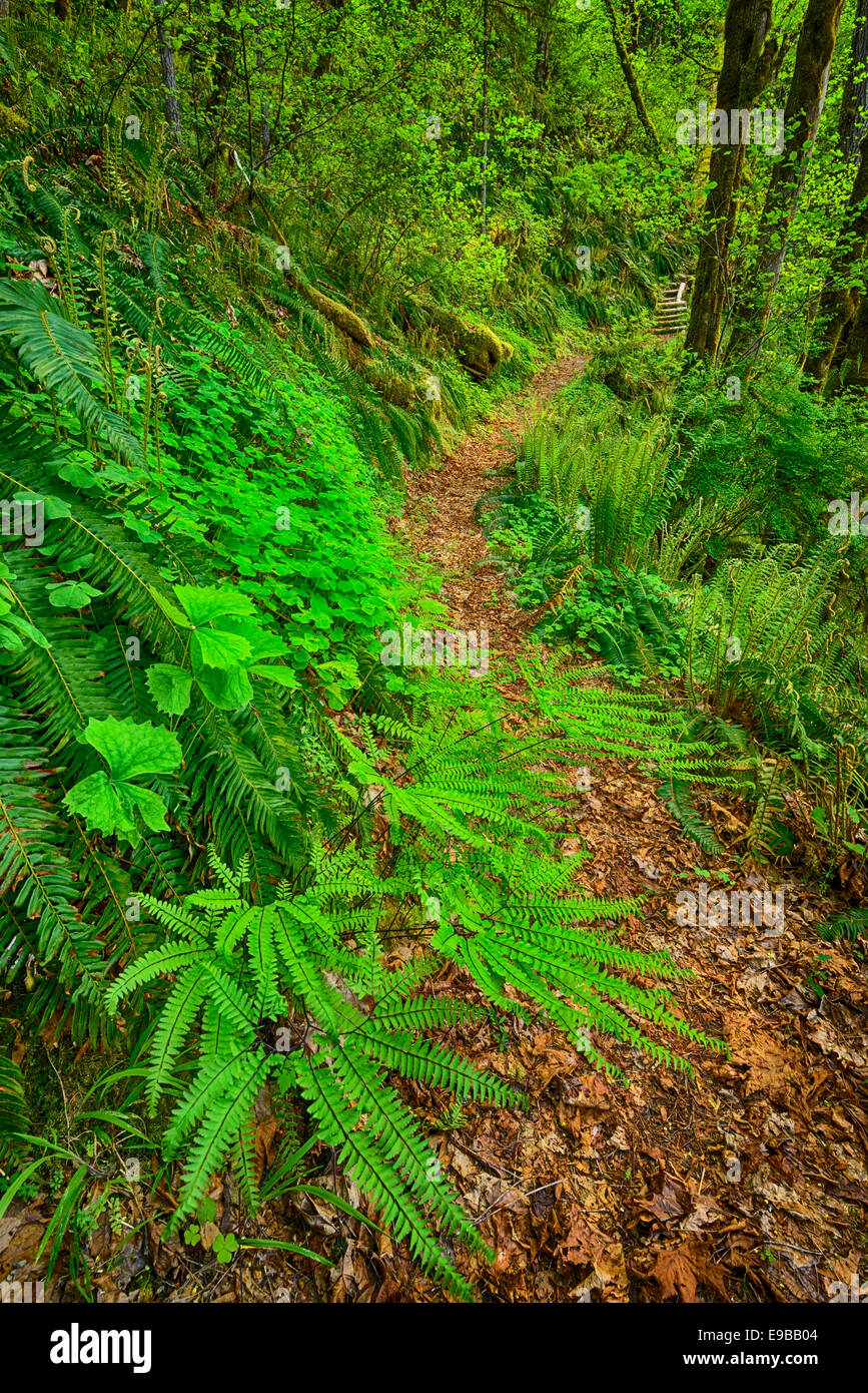 Clay Creek Recreation Area Ridge Trail, Coast Range Mountains, Oregon. Stock Photo