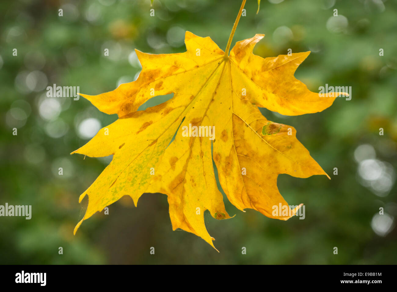 Bigleaf maple tree leaf in autumn; Mount Pisgah Arboretum, Willamette Valley, Oregon. Stock Photo