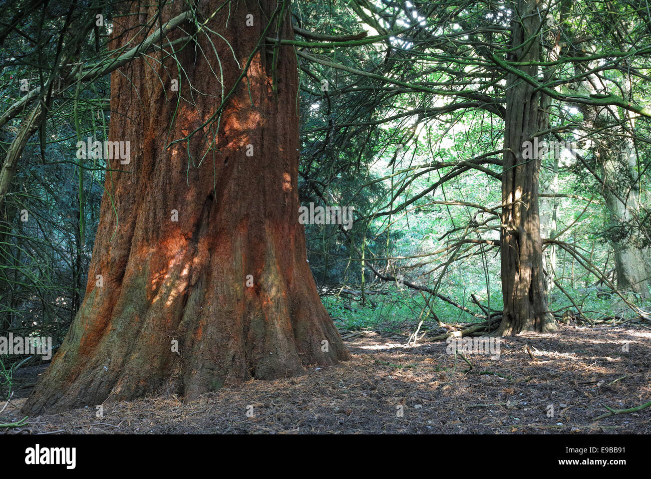 Giant Pine tree trunk with thick spongy bark to protect it from forest fires Stock Photo