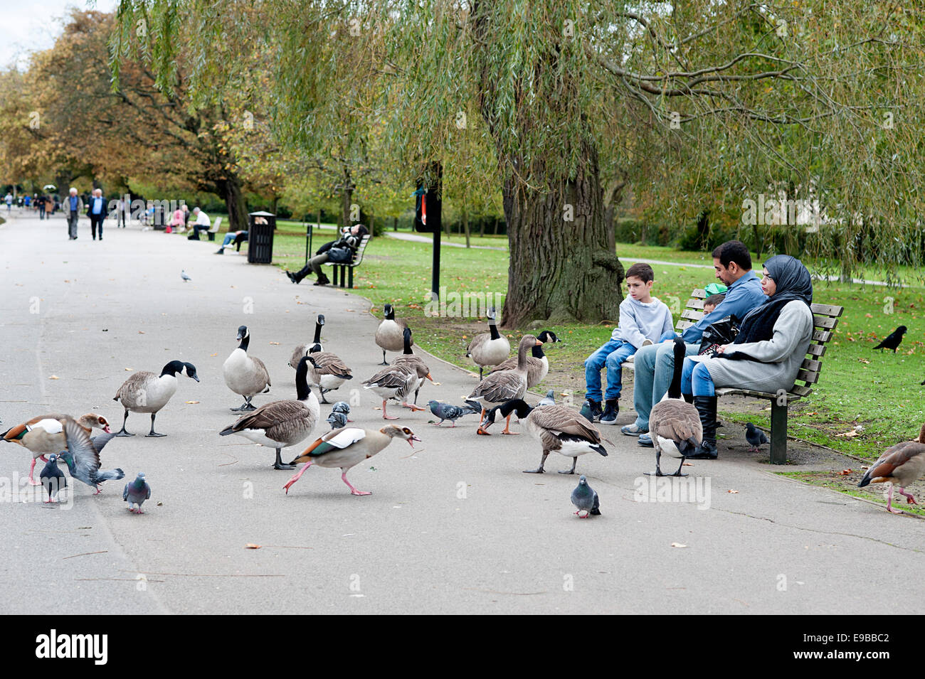 Family feed birds sitting on a bench in Regents Park surrounded by geese . Stock Photo