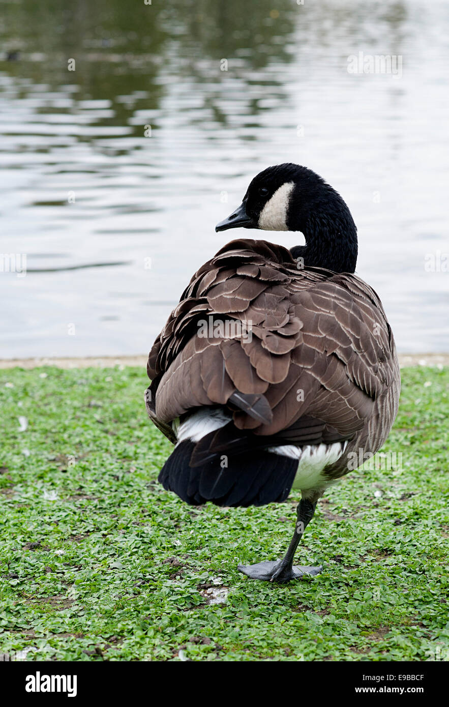 Greylag goose with excellent balance standing on one leg near the lake in Regents Park, London. Stock Photo