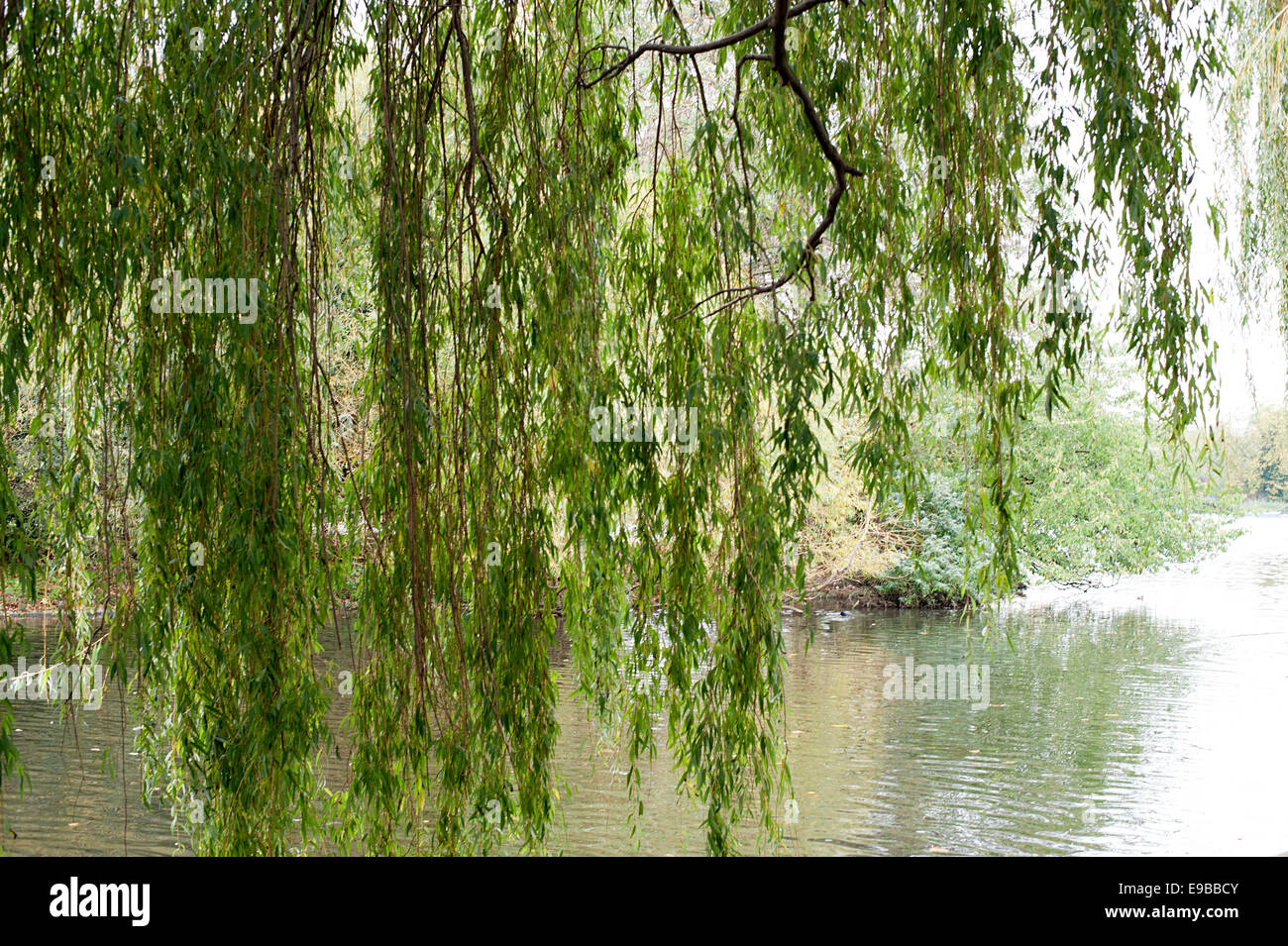 Wonderful scene of beautiful willow trees overhanging the lake in Regents Park. Stock Photo